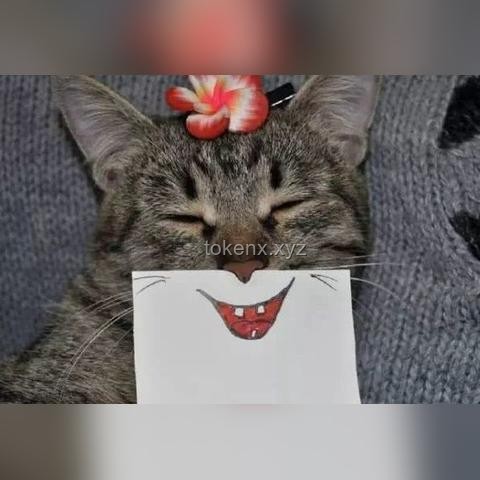 可爱小猫VS漂亮涂鸦：爱做数学题的ta如何选择？